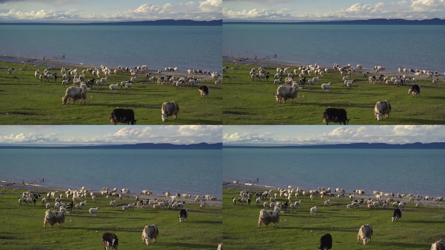 中国青海省青海湖附近的绵羊和牦牛。
