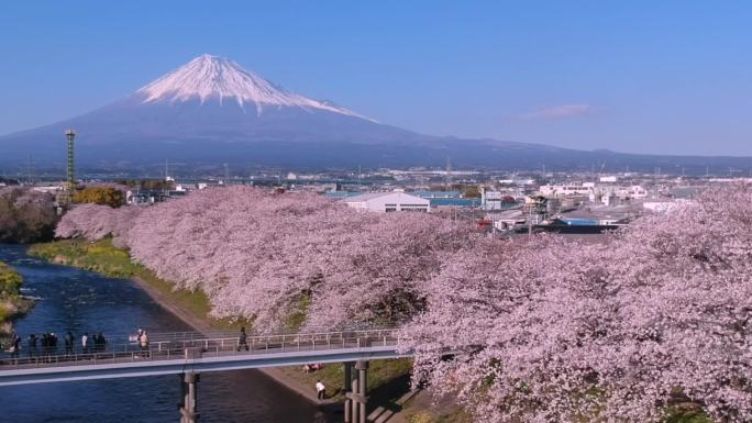 日本静冈市龙根町的富士山和樱花樱花景观。