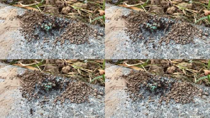 小蚂蚁搬运食物微观蚂蚁工蚁
