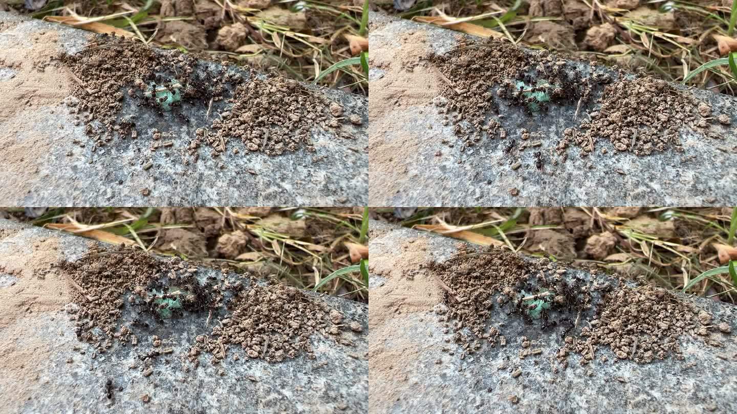 小蚂蚁搬运食物微观蚂蚁工蚁