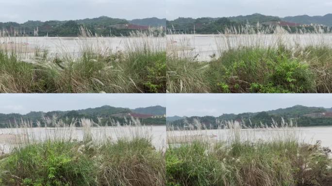 江边的芦苇群2（4K）