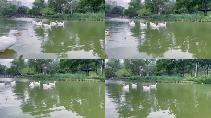 池塘里的鹅和鸭子水鸭