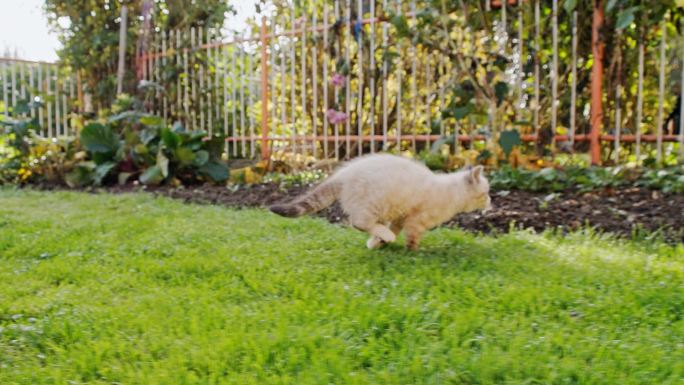 SLO MO小猫在后院奔跑