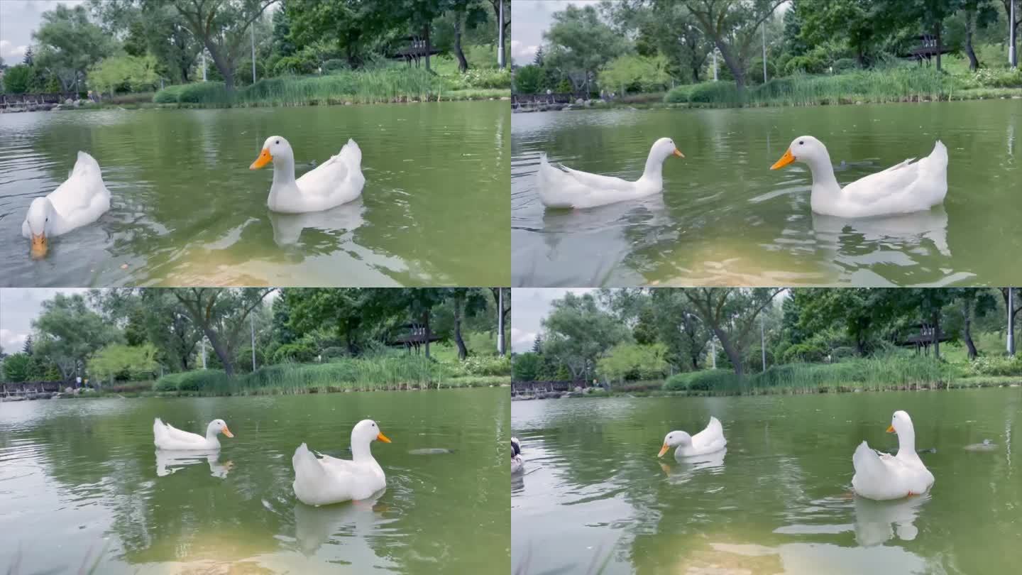 池塘里的鹅和鸭子水鸭