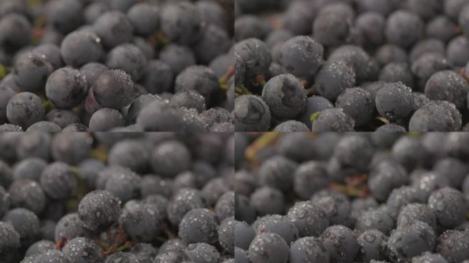 葡萄藤的旋转背景，大量的有机蓝色深色葡萄。食物概念酒，收获和果汁。