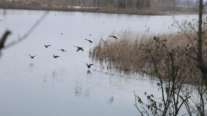 北湖湿地公园冬季鸟群