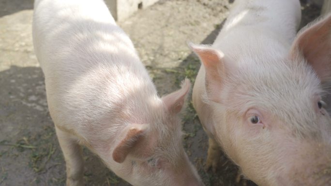 农场里的猪猪肉喂猪养猪