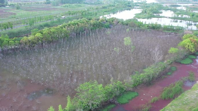 北湖湿地公园白鹭林