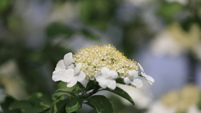 扬州琼花