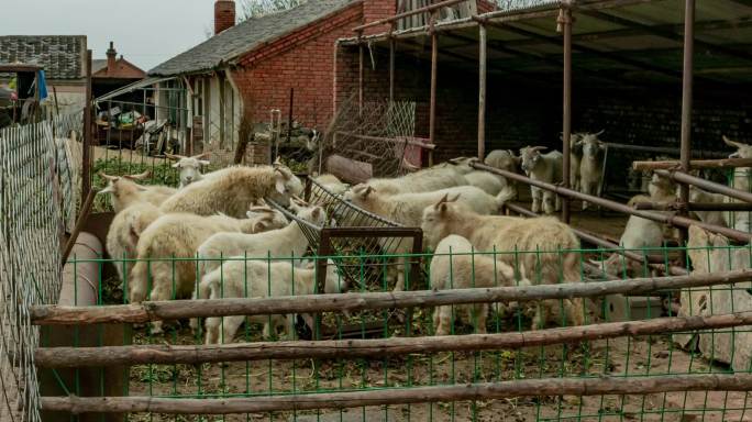 北方农村农舍院落家畜山羊吃草