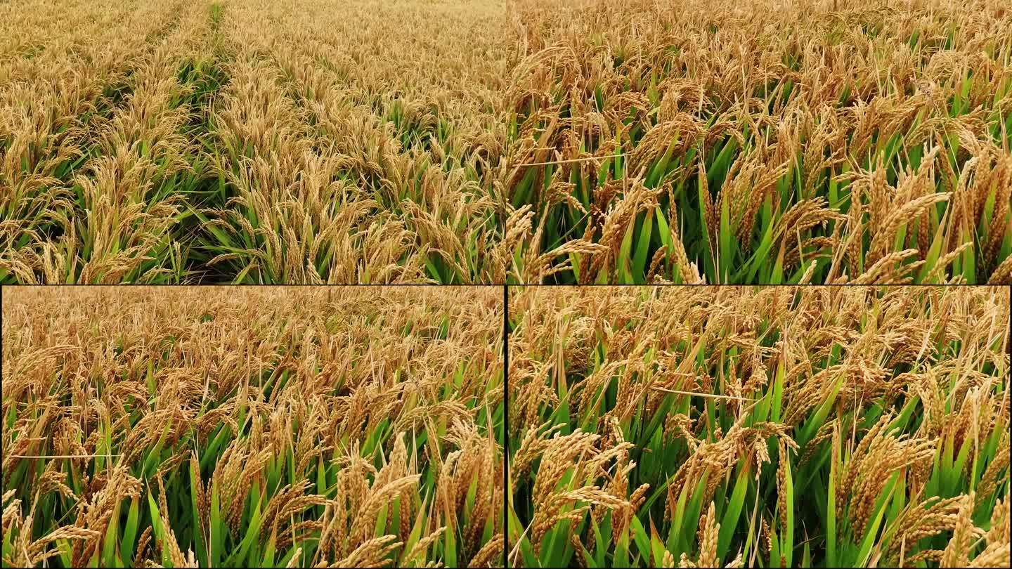 丰收的稻田