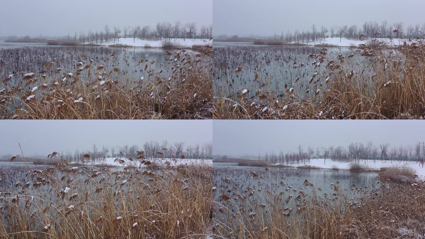北湖湿地公园雪景