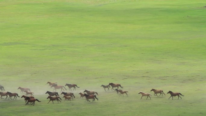 呼伦贝尔草原牧场奔跑的马群