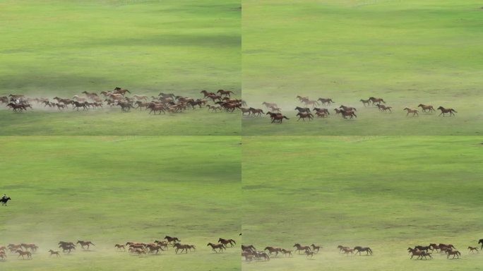 呼伦贝尔草原牧场奔跑的马群