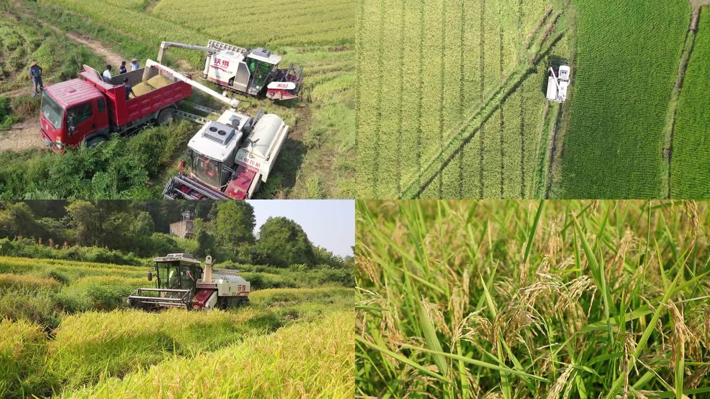 水稻大米农业机械化收割