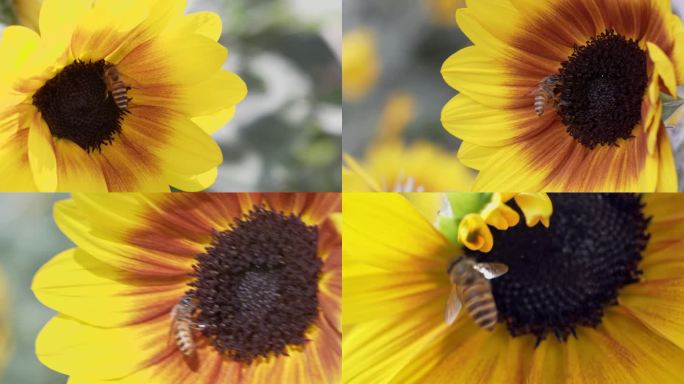 蜜蜂在盛开的向日葵之间采蜜，采花粉的蜜蜂