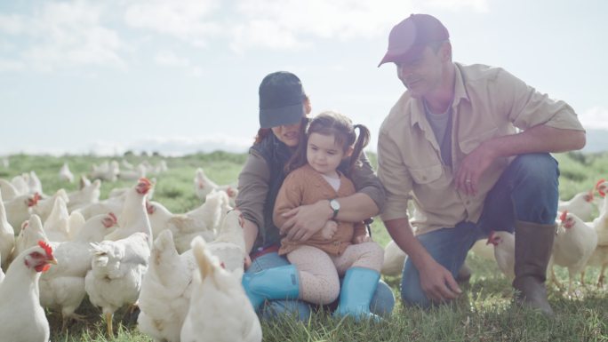 快乐无忧无虑的家庭喂养在农场牧场上吃草的小鸡。父母和小女儿在为自由放养有机家禽业饲养动物的同时照顾牲