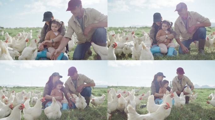 快乐无忧无虑的家庭喂养在农场牧场上吃草的小鸡。父母和小女儿在为自由放养有机家禽业饲养动物的同时照顾牲