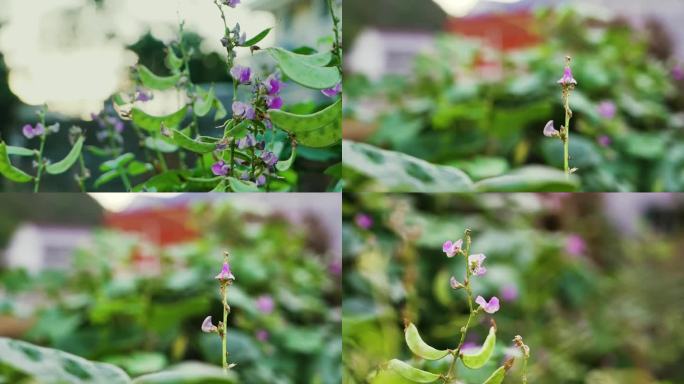 扁豆花 扁豆 农作物 绿色植物 有机蔬菜