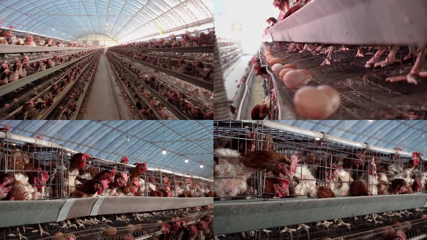 4k养鸡场全景细节合集鸡蛋养殖业空镜头