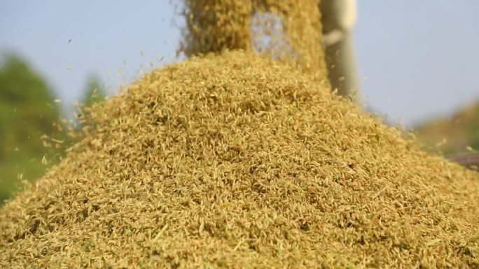 水稻大米机械化收割脱粒稻谷