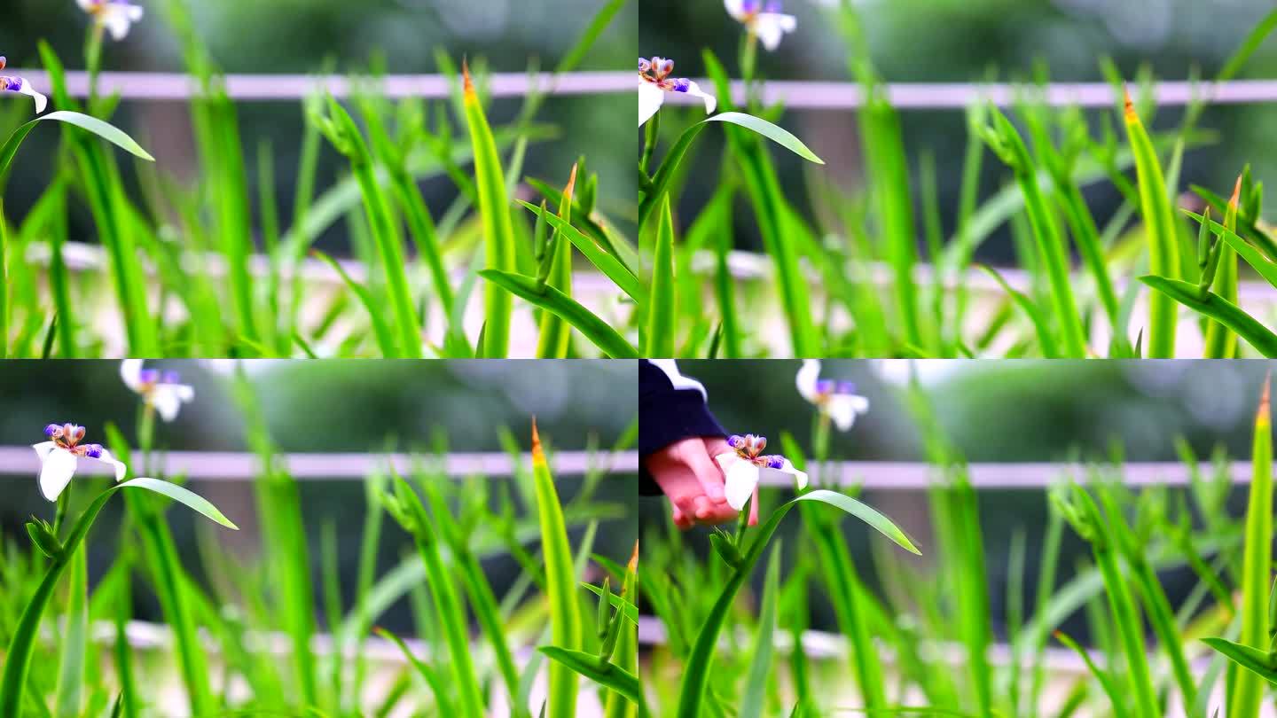 小花朵 (2)