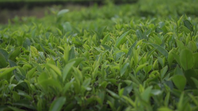 手工茶 茶叶 凤凰单枞 潮州茶 功夫茶