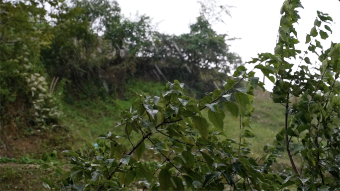 下雨雨滴雨水水滴大雨暴雨小区下雨雨水季节