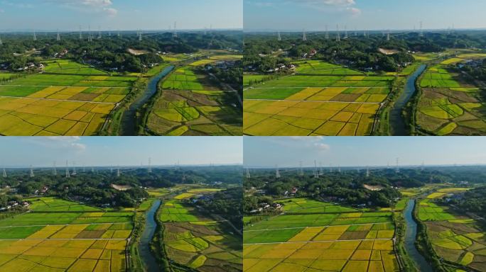 湖南长沙隆平稻作园稻田水稻丰收收割航拍
