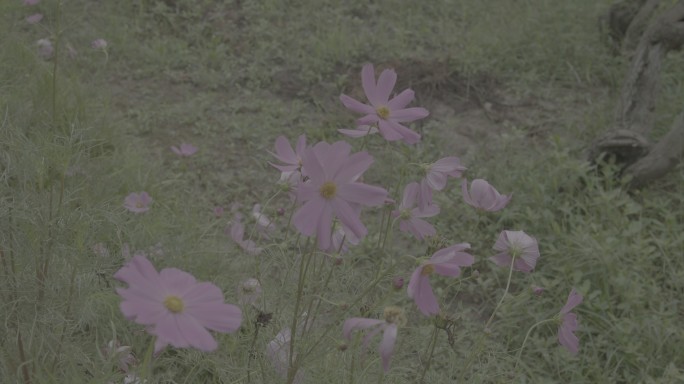 春季随风摇摆的花朵