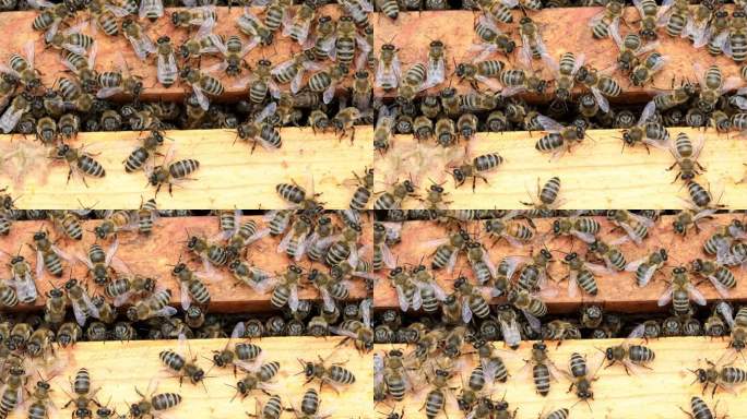 蜂箱顶部的蜜蜂蜂蜜取蜜养蜂