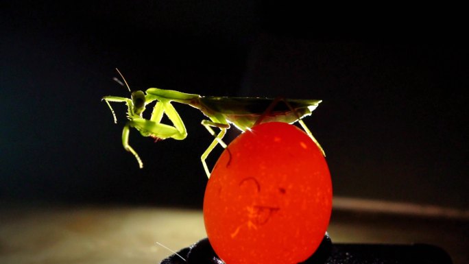 4k鸡蛋上的螳螂艺术感灯光技巧