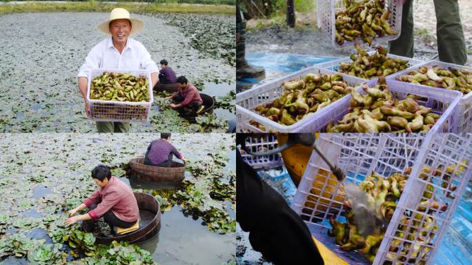 菱角采摘