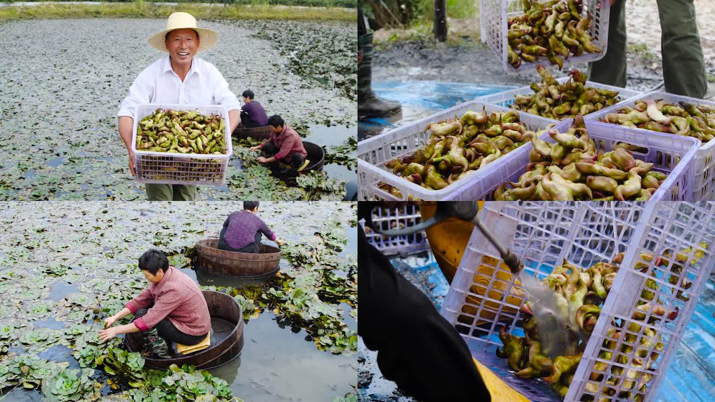 菱角采摘