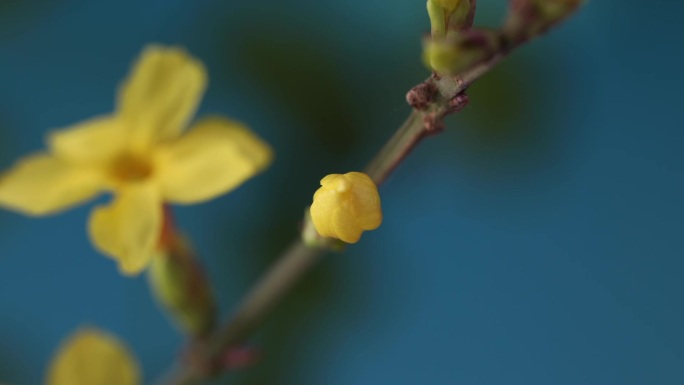 迎春花春天开花延时