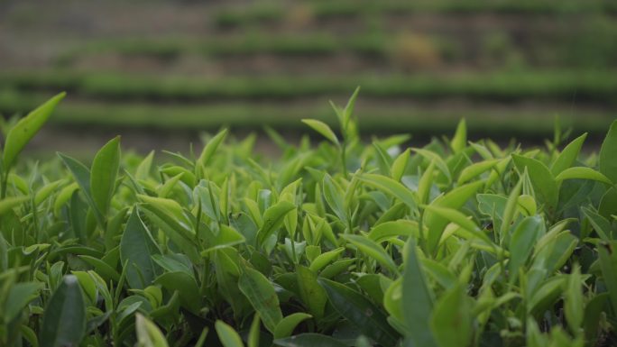 手工茶 茶叶 凤凰单枞 潮州茶 功夫茶