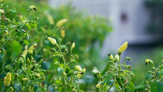 辣椒 指天椒 农作物 绿色植物 蔬菜尖椒