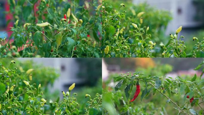 辣椒 指天椒 农作物 绿色植物 蔬菜尖椒