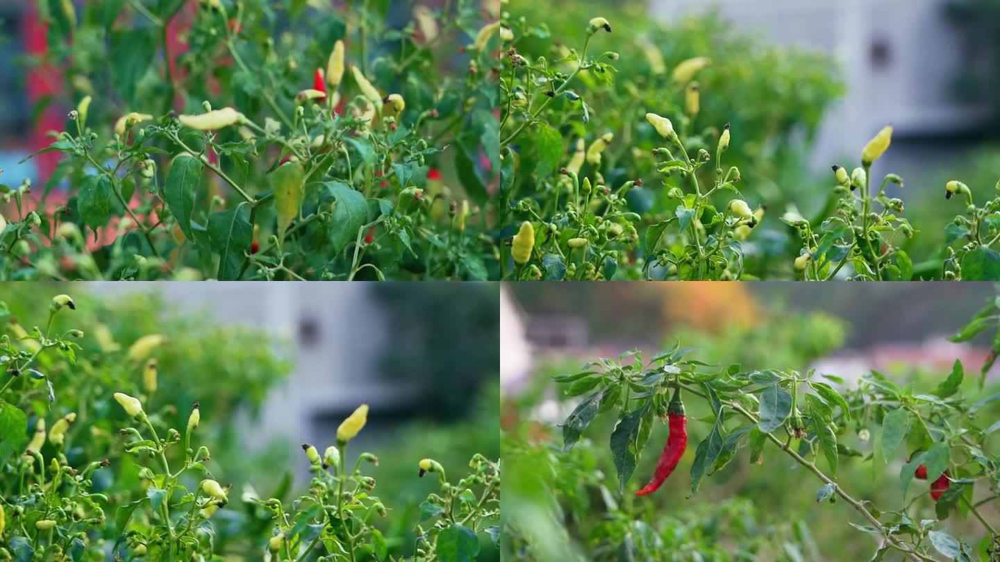 辣椒 指天椒 农作物 绿色植物 蔬菜尖椒