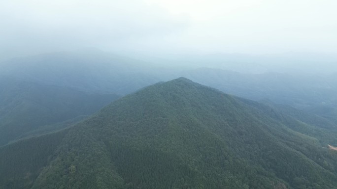 全封山林场迷雾穿行