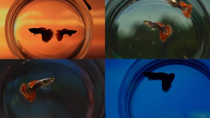 孔雀鱼艺术处理视频合集空镜头片头片尾
