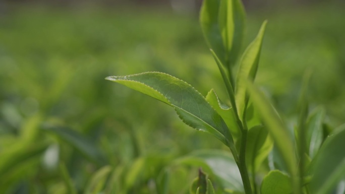 手工茶 茶叶 凤凰单枞 潮州茶 功夫茶