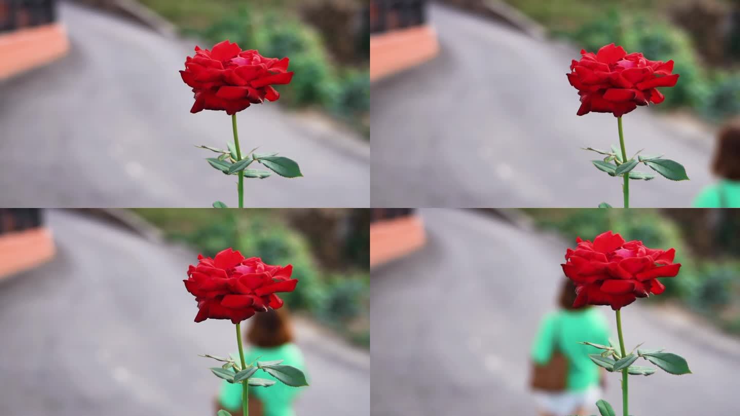 一朵红玫瑰 玫瑰花 一只花朵 花朵前景