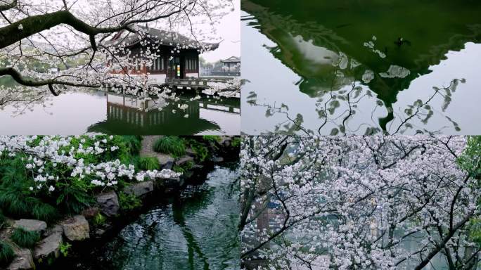 樱花古建筑西湖曲苑风荷