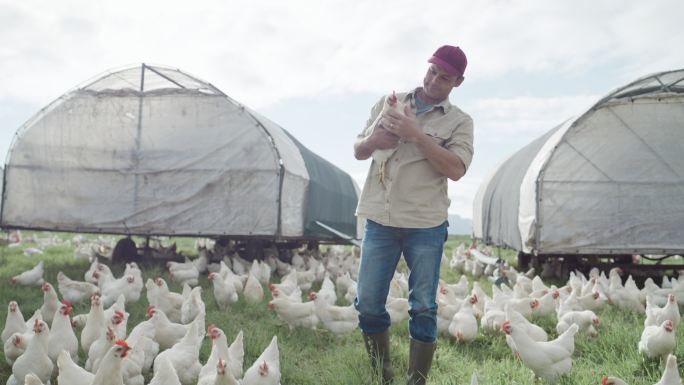一个戴着帽子、穿着衬衫的成熟白人男子在一个牧场乡村农场捡公鸡或公鸡。一位男性农民站在田里，他的鸡在他