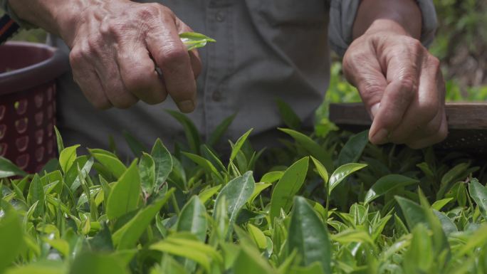 手工茶 茶叶 凤凰单枞 潮州茶 功夫茶