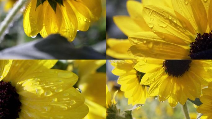 阳光雨露中的向日葵，蜜蜂采花粉，花瓣特写