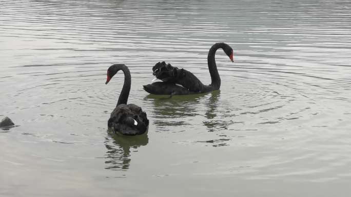 黑天鹅小天鹅觅食游水天鹅湖