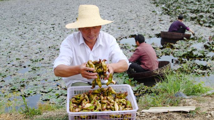 采摘菱角