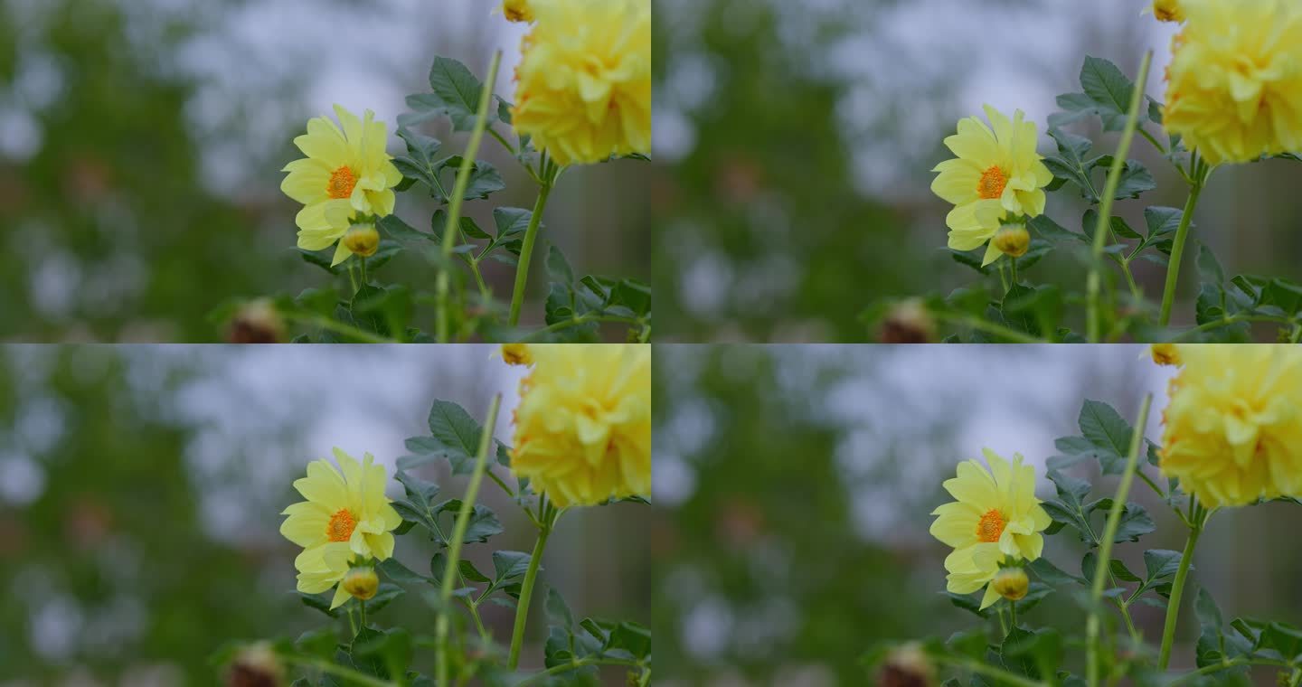 黄色花朵